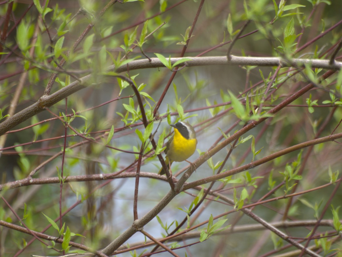 Common Yellowthroat - ML160862251