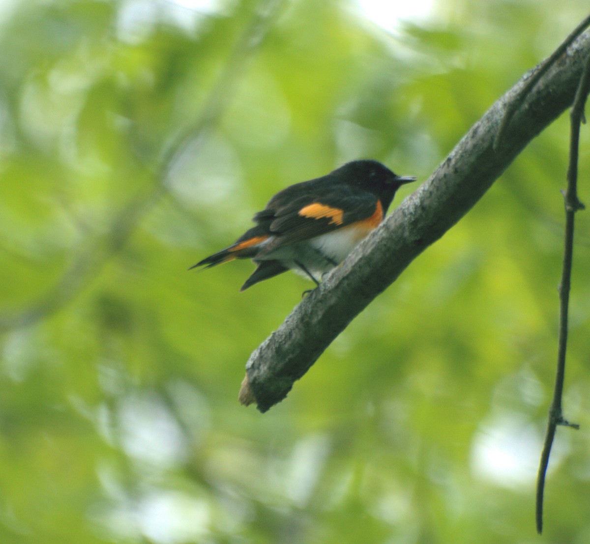 American Redstart - ML160862271