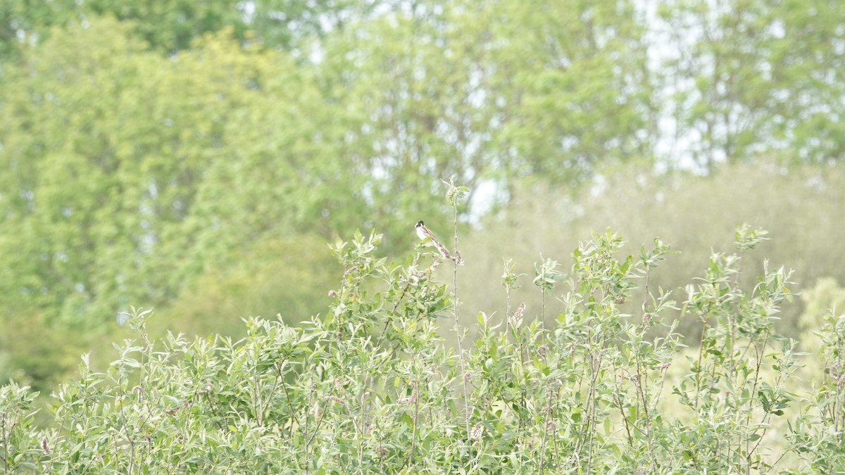 Reed Bunting - ML160862651