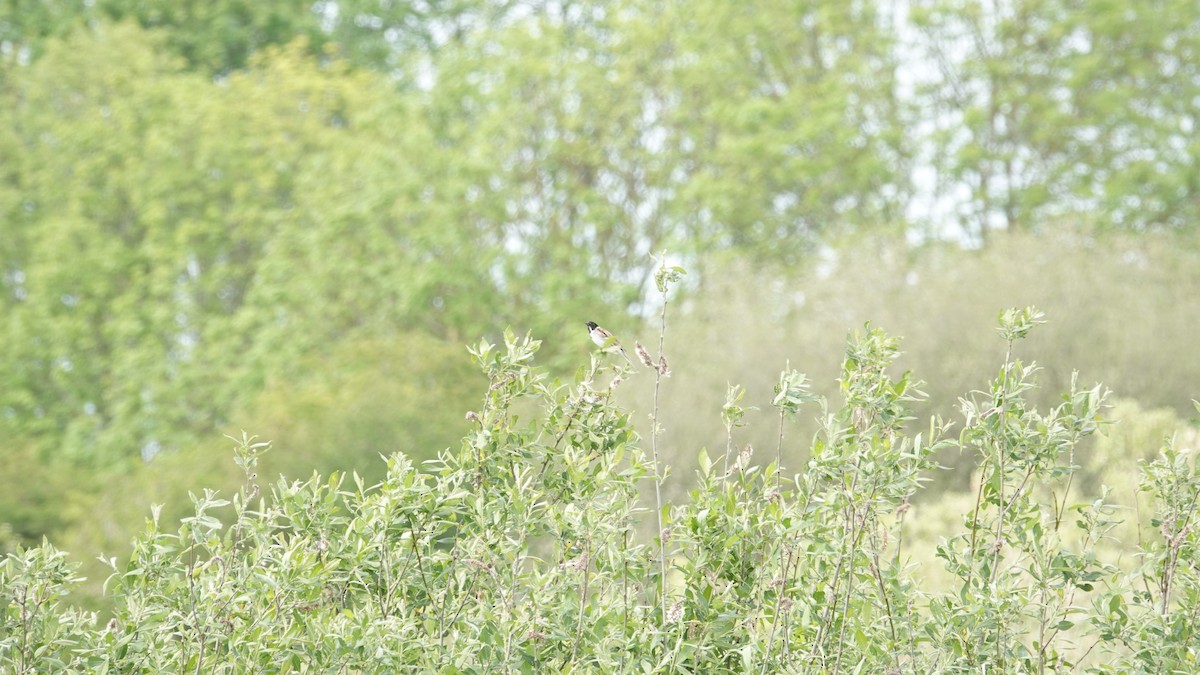 Reed Bunting - ML160862661