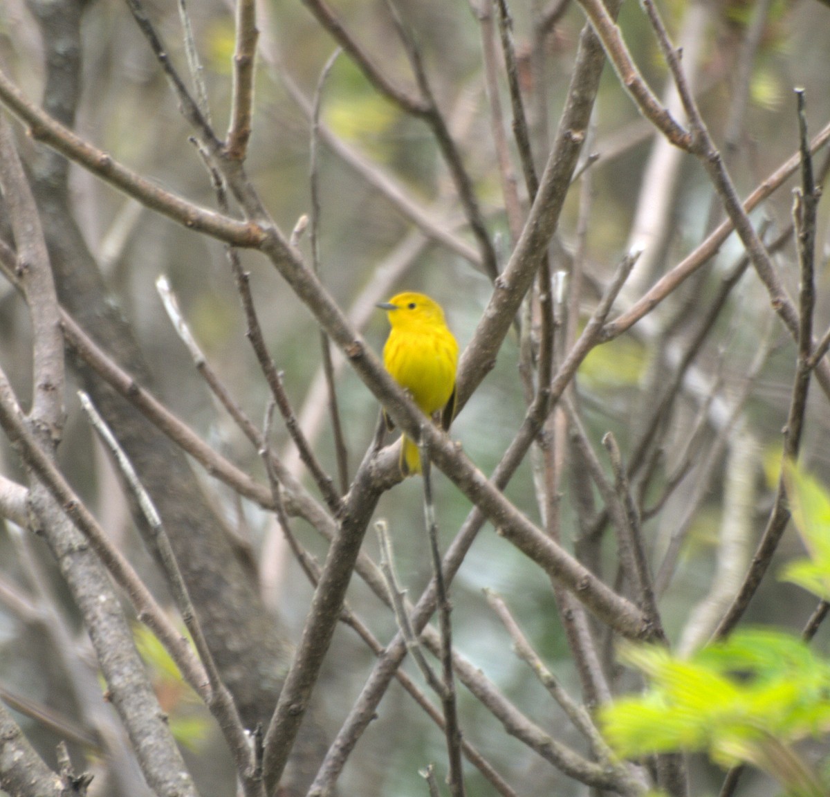 Yellow Warbler - D Gildersleeve