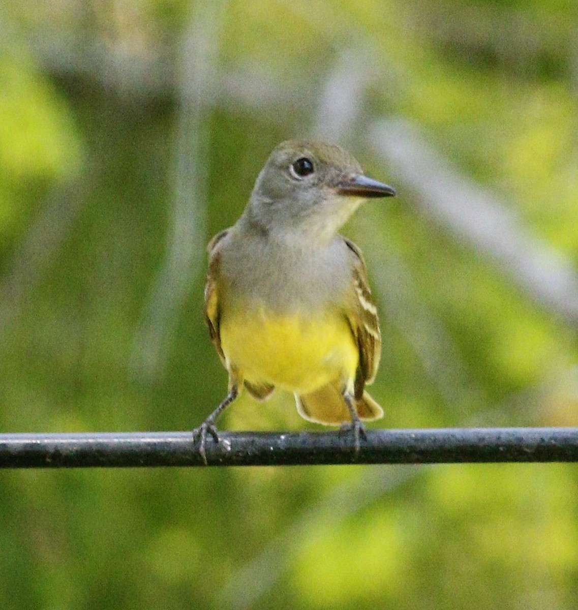 Great Crested Flycatcher - ML160862951