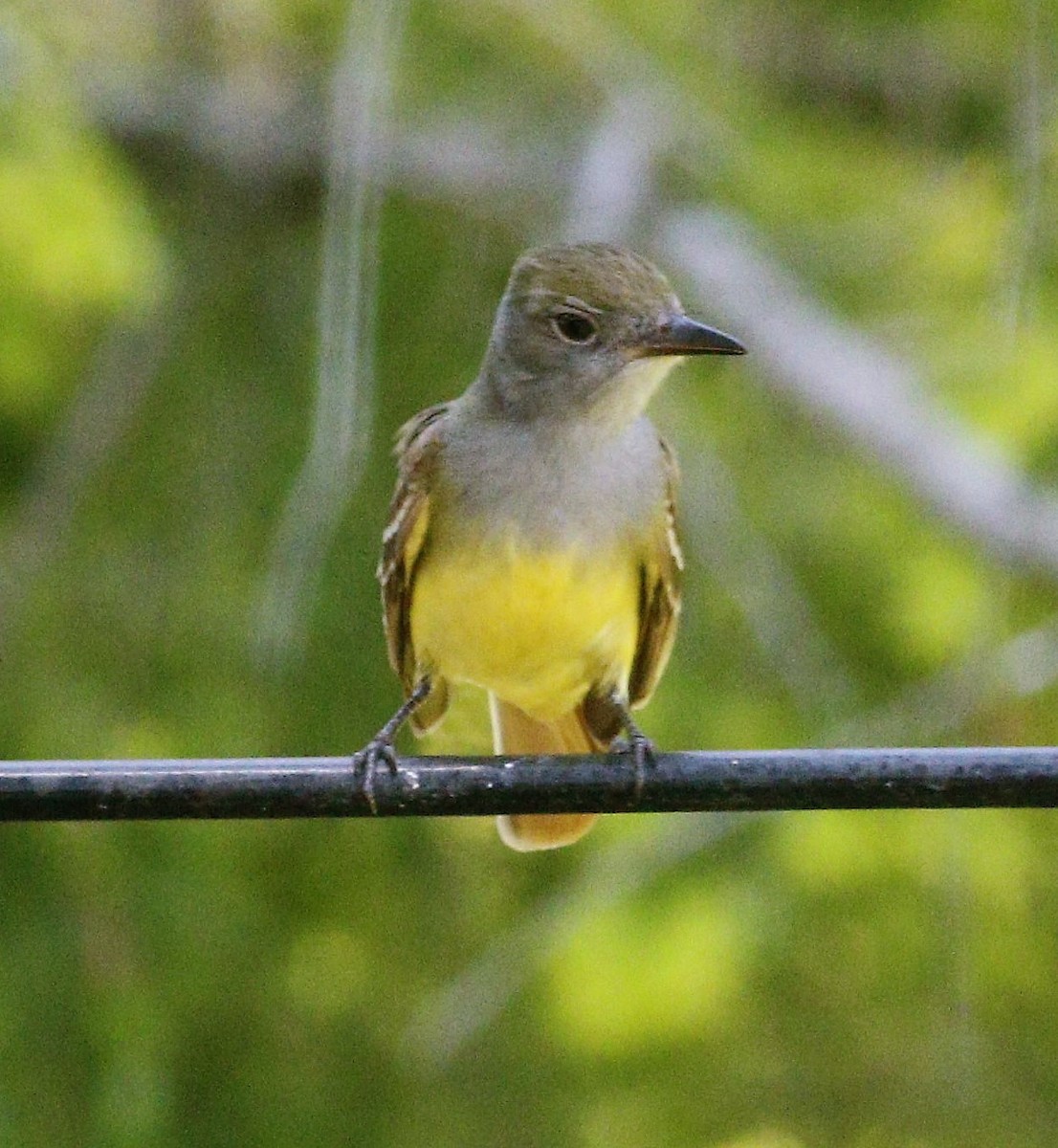 Great Crested Flycatcher - ML160862971