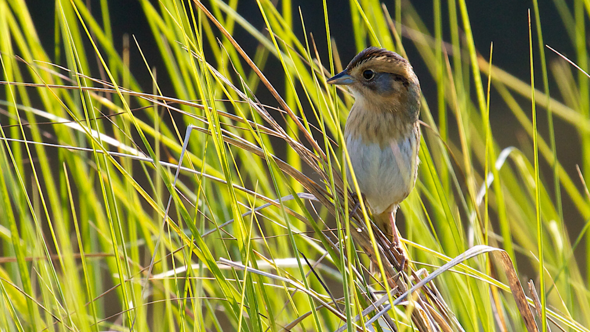 Nelson's Sparrow - ML160863301