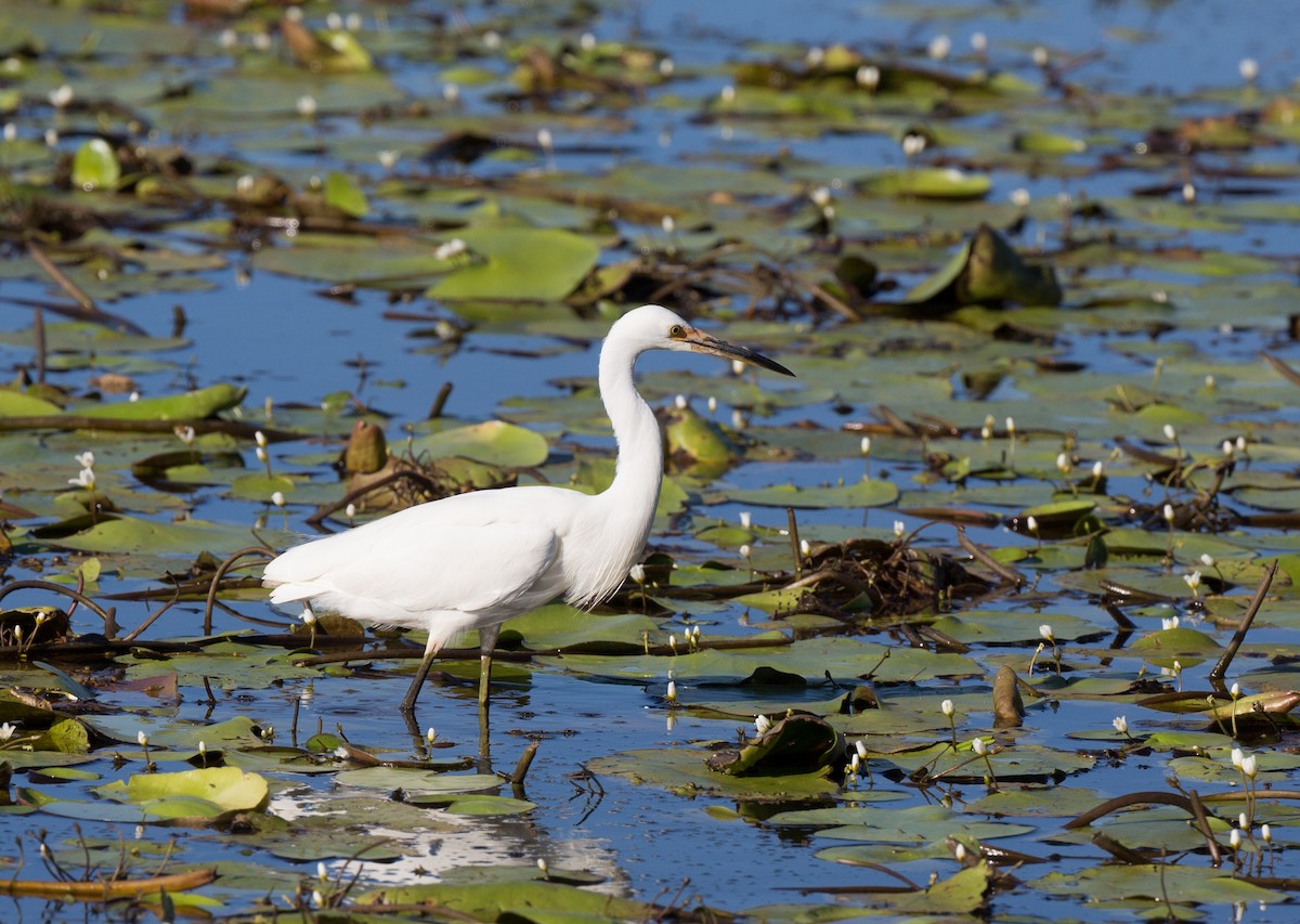 Little Egret - ML160863381