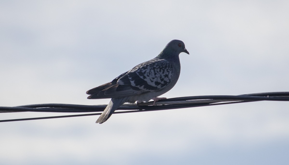 Rock Pigeon (Feral Pigeon) - ML160864991