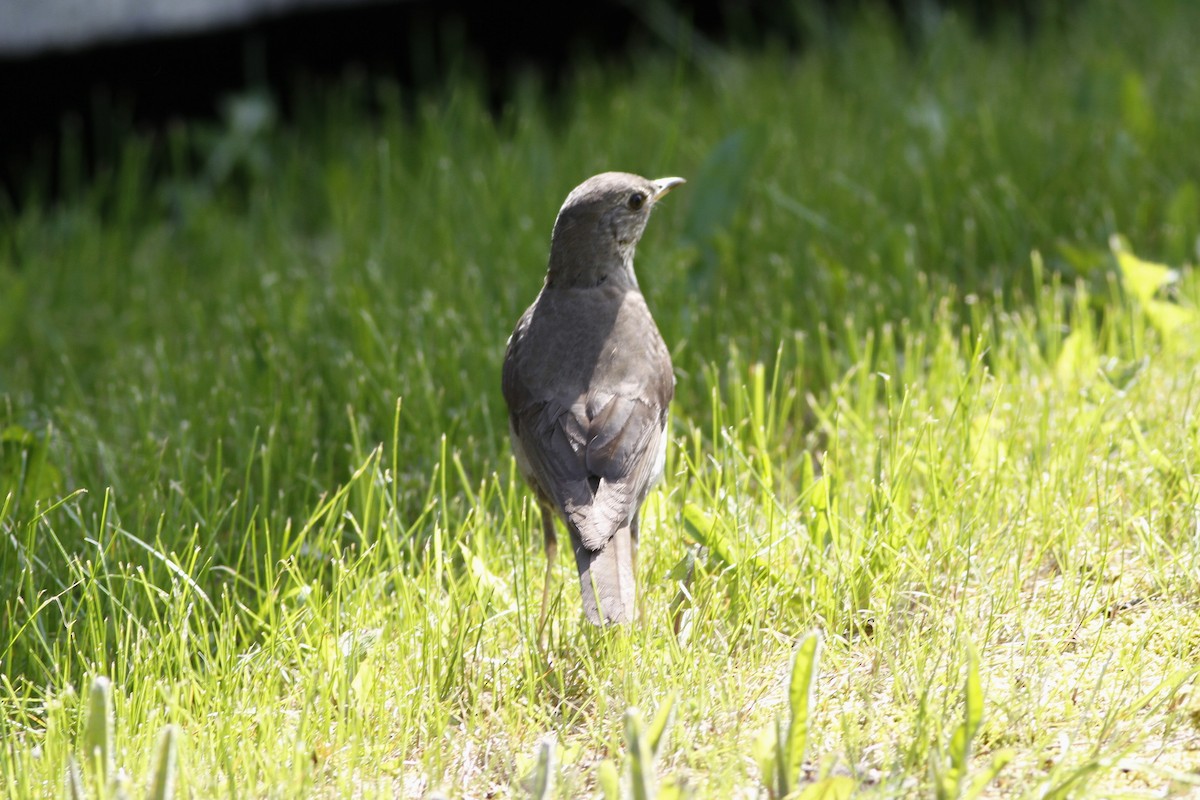 Gray-cheeked Thrush - Kyle Lima