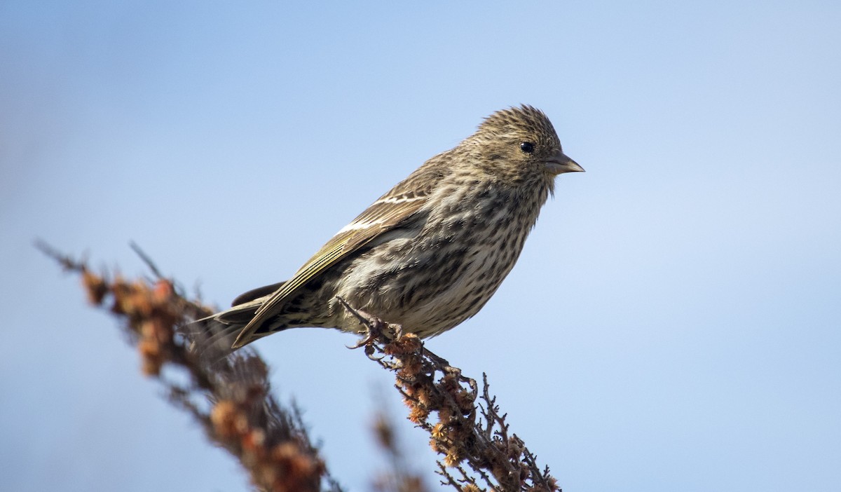 Pine Siskin - ML160865461