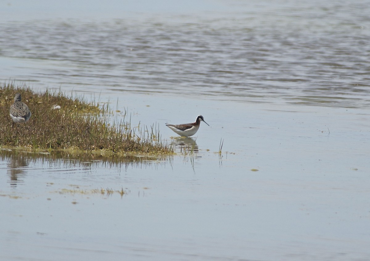Wilson's Phalarope - ML160865541