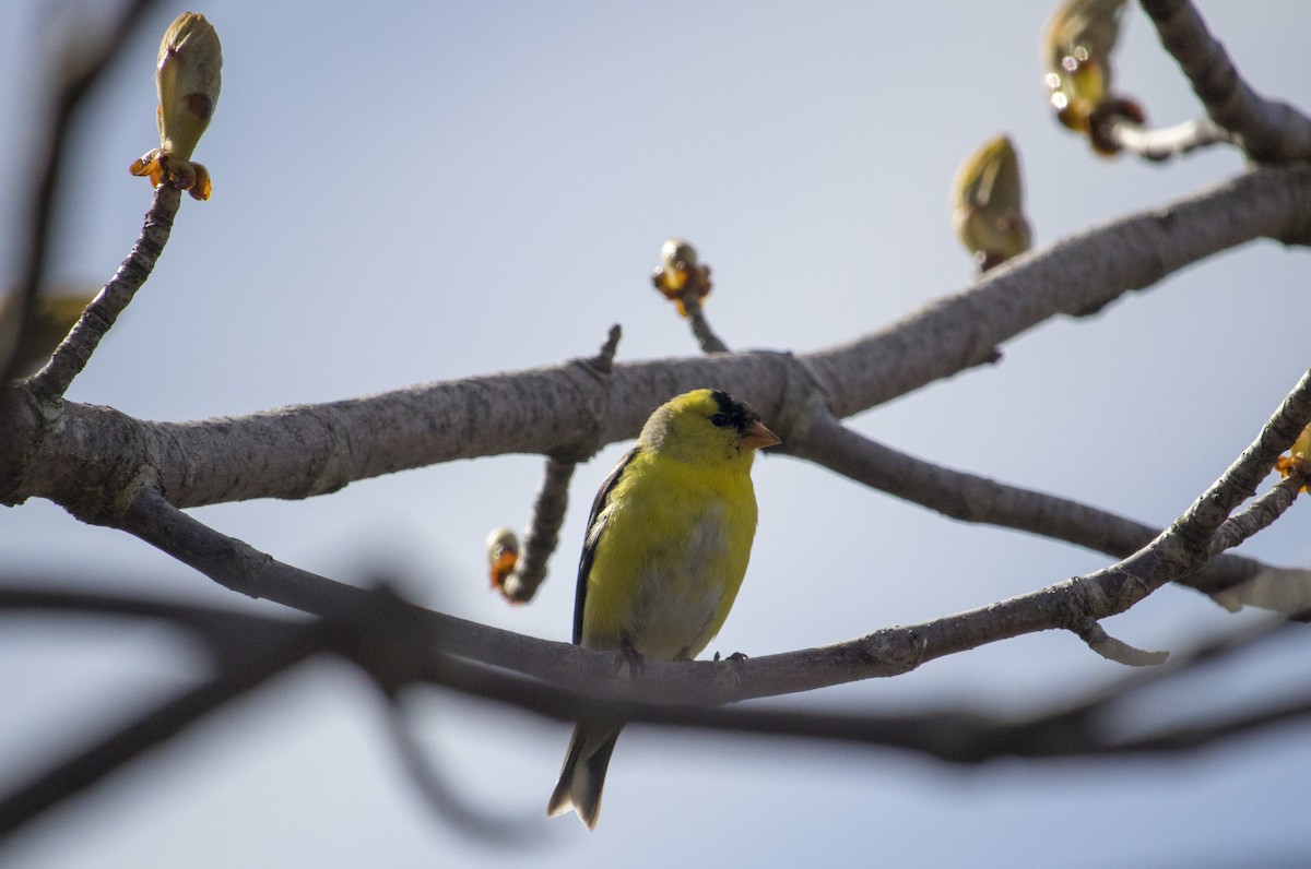 American Goldfinch - ML160865601