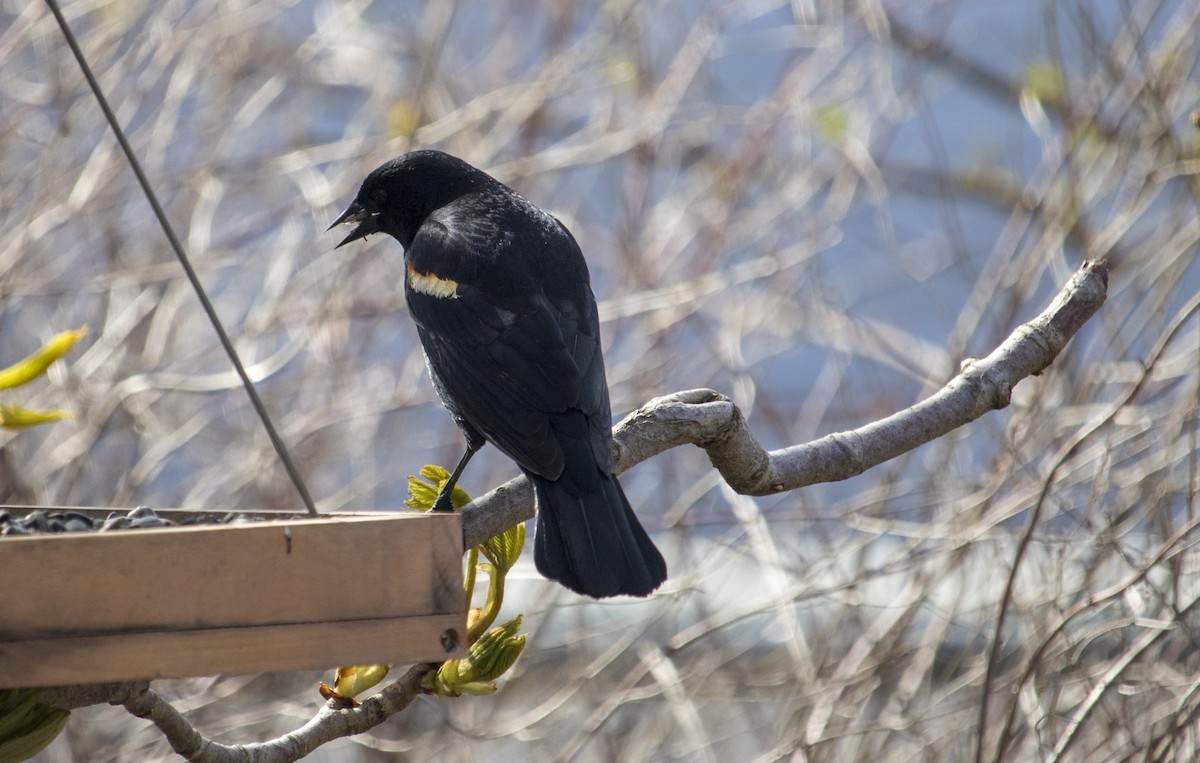 Red-winged Blackbird - ML160865681