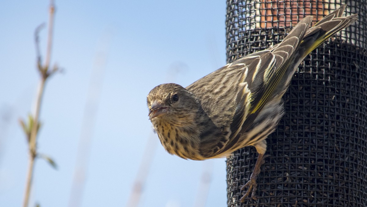Pine Siskin - ML160865691