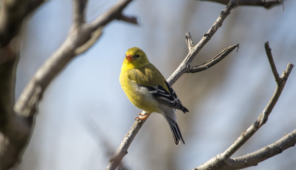 American Goldfinch - ML160865791