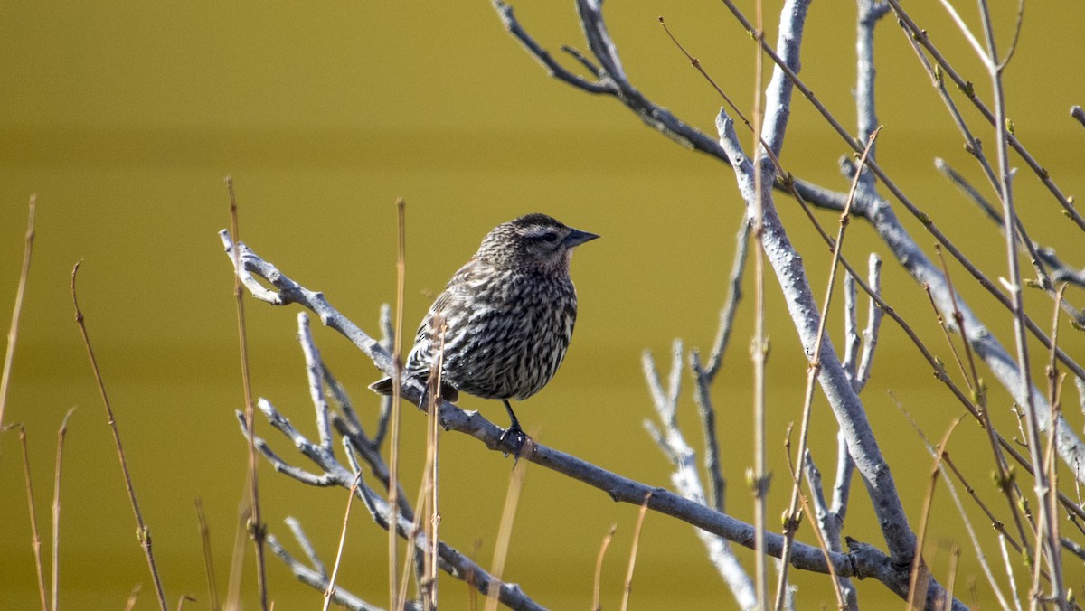 Red-winged Blackbird - ML160865851