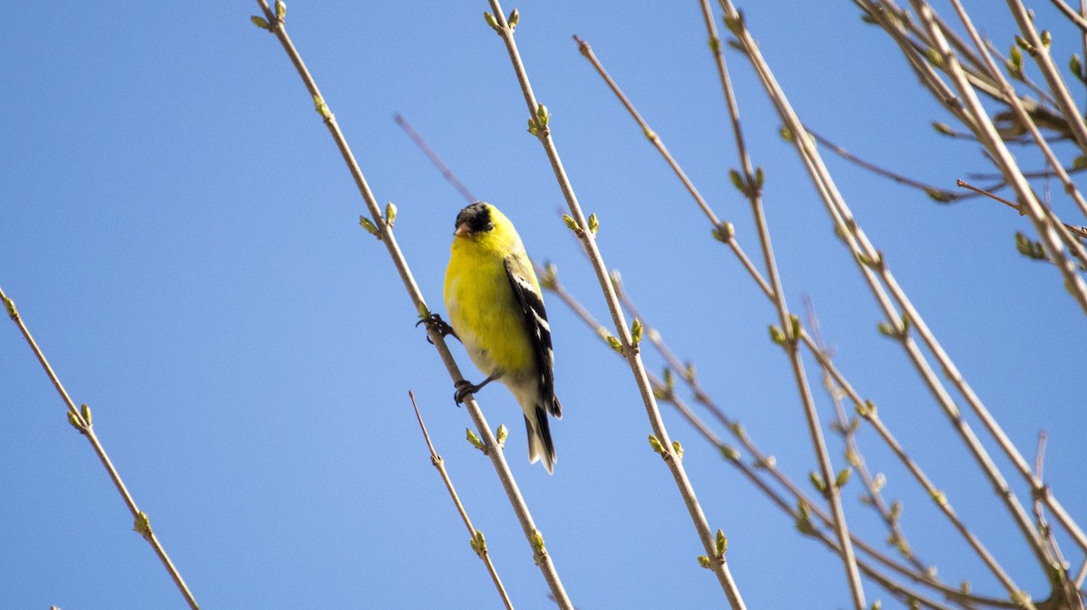 American Goldfinch - ML160865861