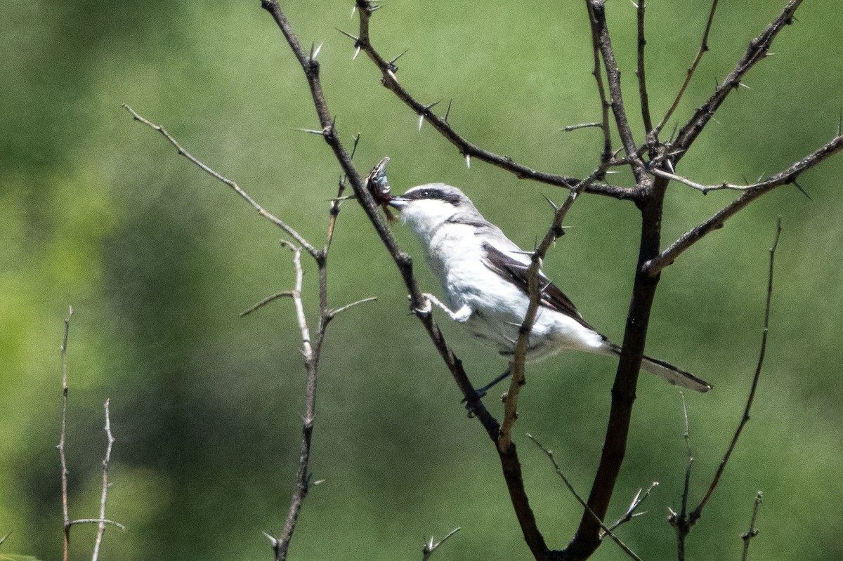 Loggerhead Shrike - Bob & Bettina Arrigoni