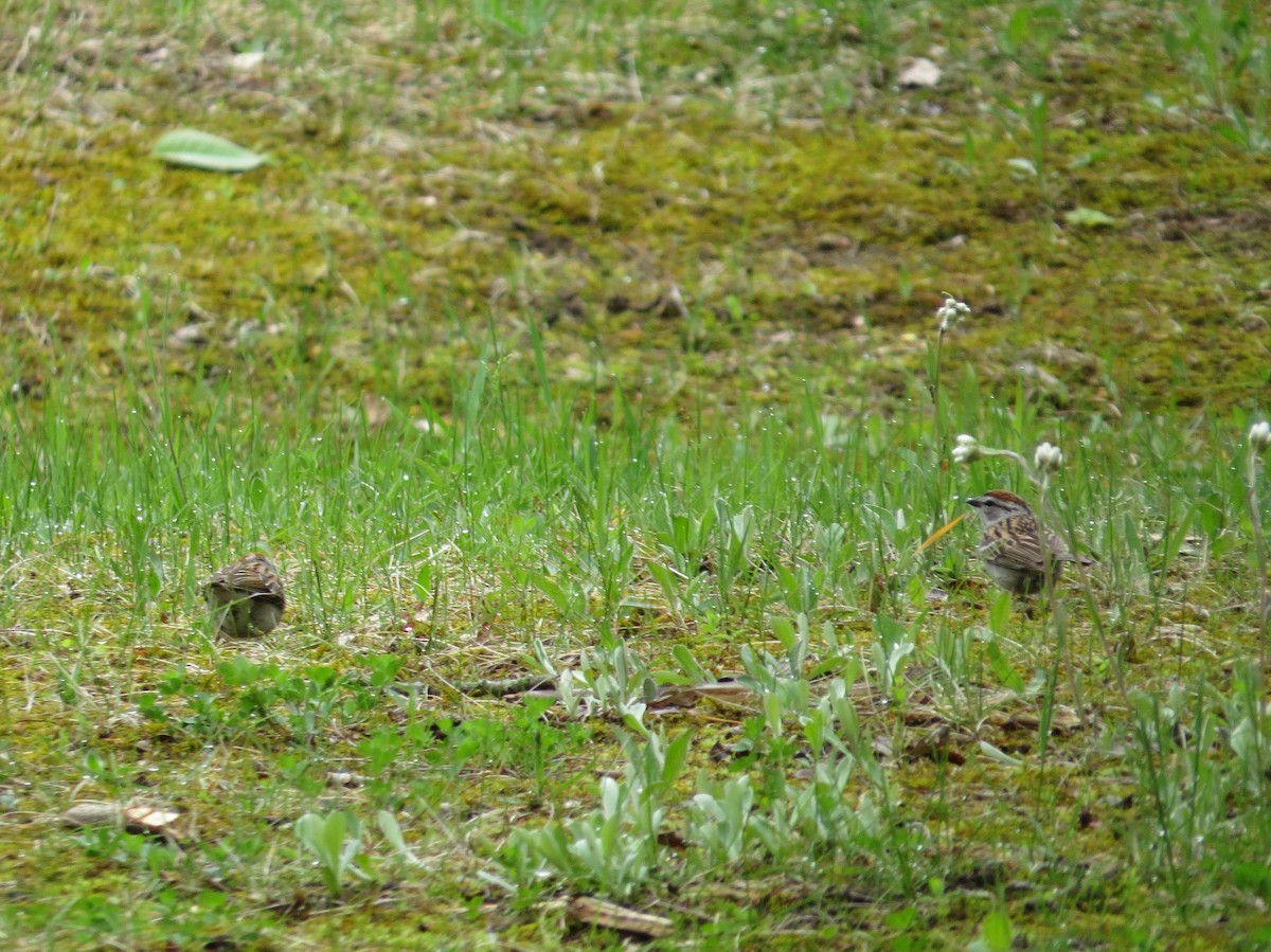 Chipping Sparrow - ML160867311