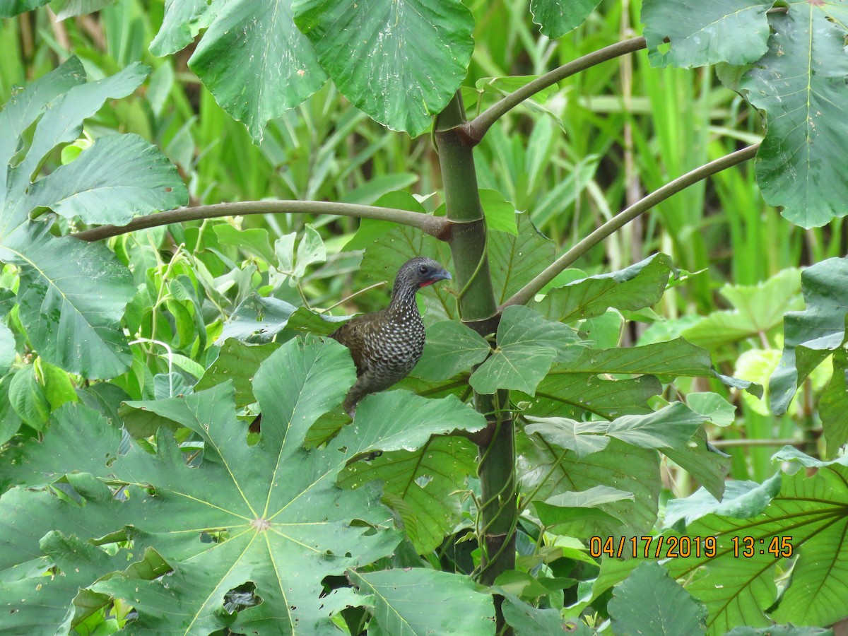 Speckled Chachalaca - Cheryl Ring