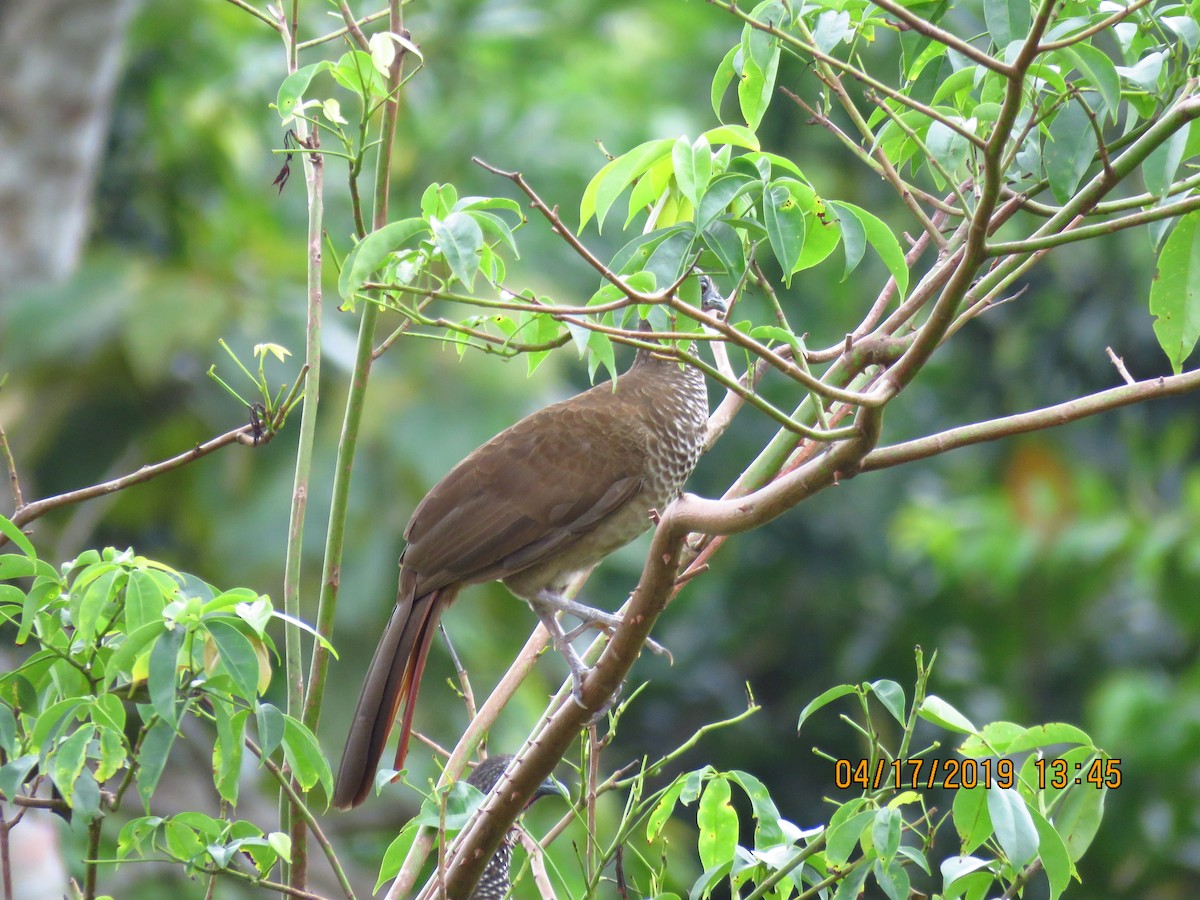 Speckled Chachalaca - Cheryl Ring