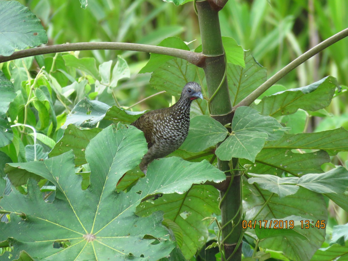 Speckled Chachalaca - Cheryl Ring