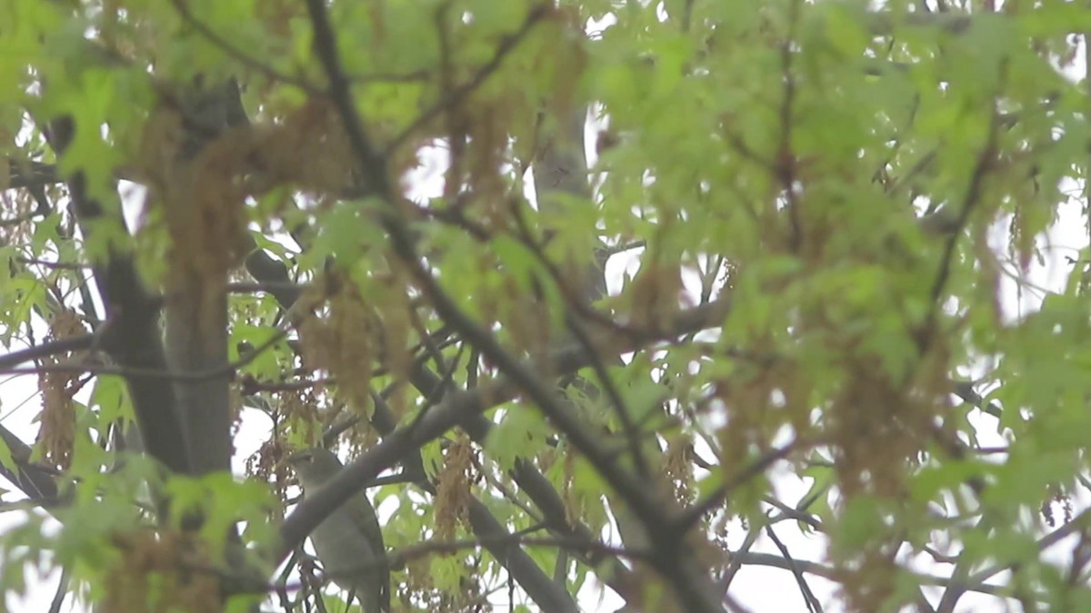 Tennessee Warbler - ML160869071