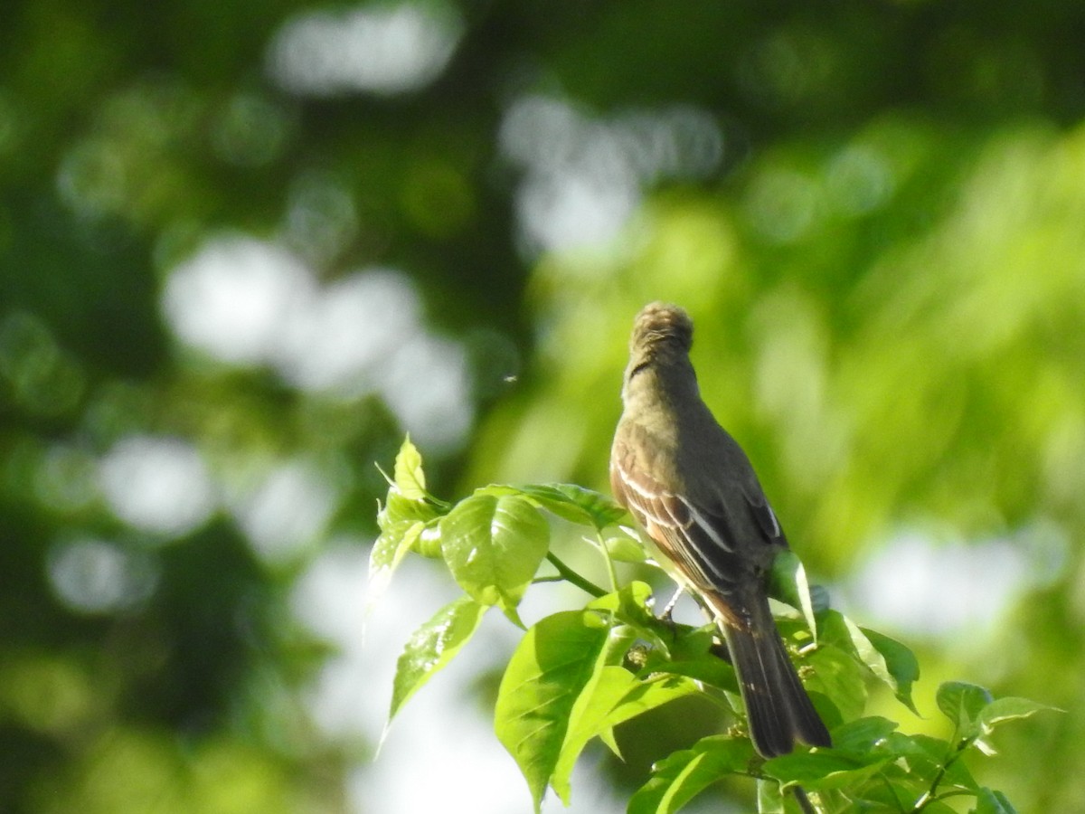 Great Crested Flycatcher - ML160869261