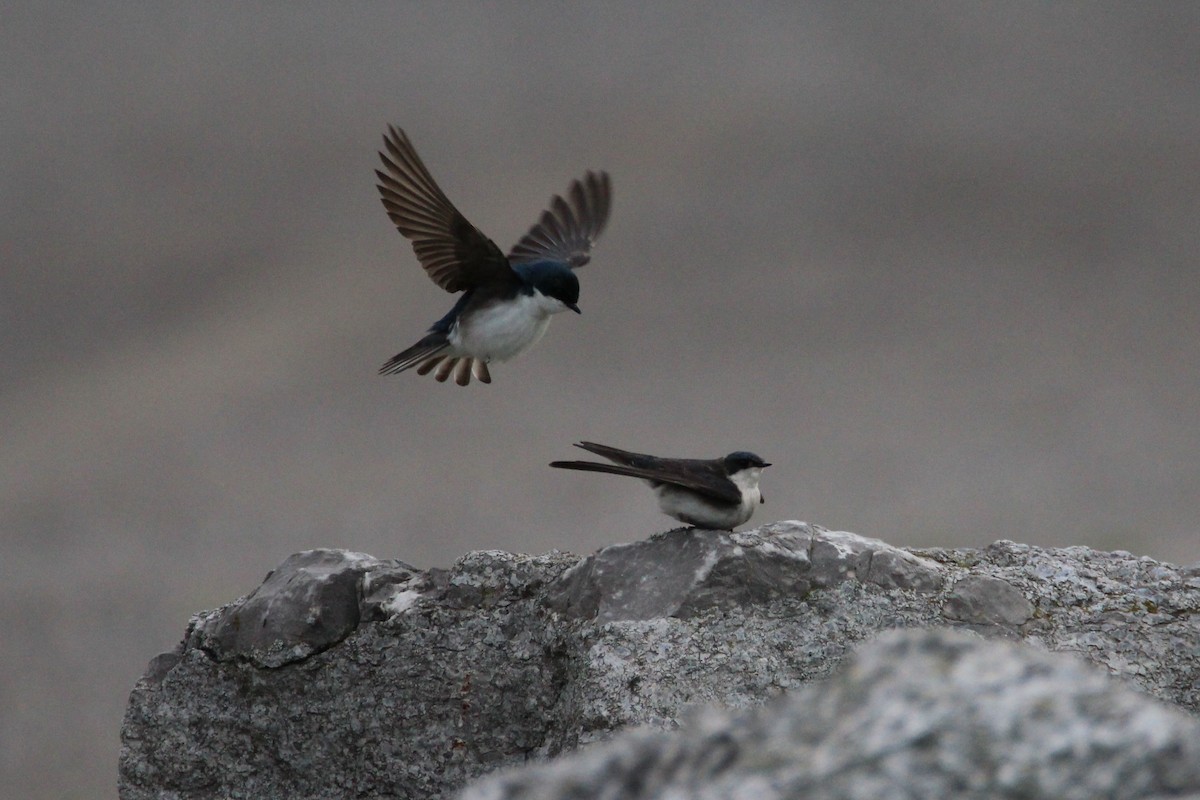 Tree Swallow - Patrick Sysiong