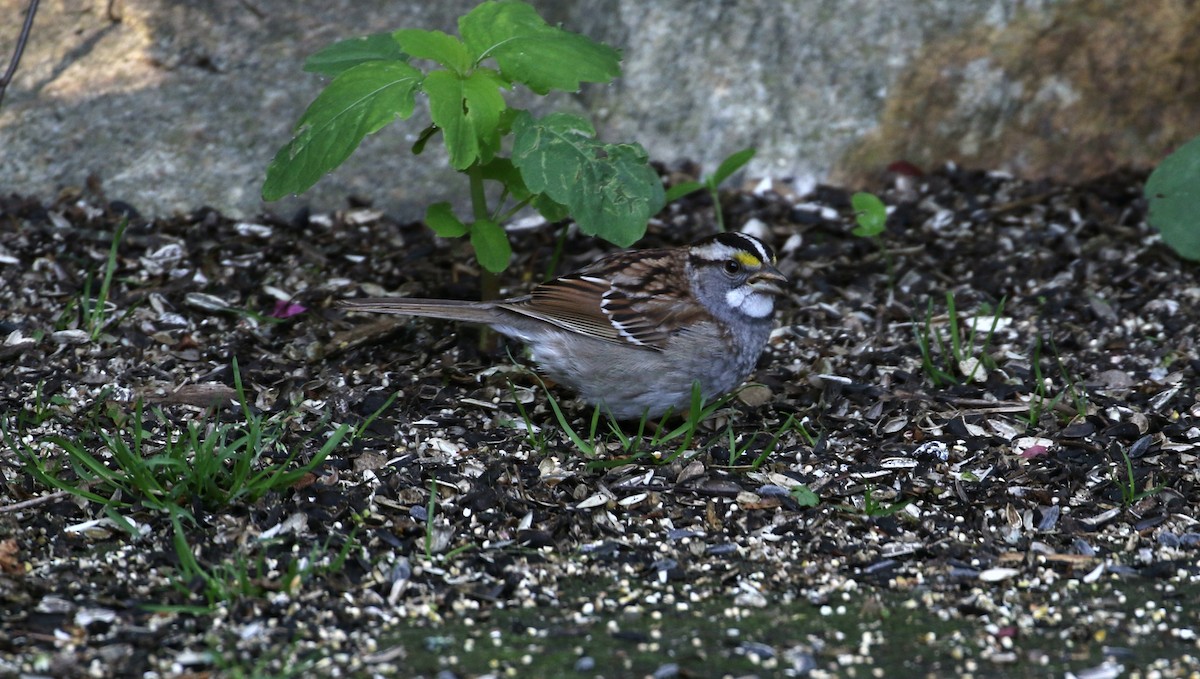 White-throated Sparrow - ML160870331