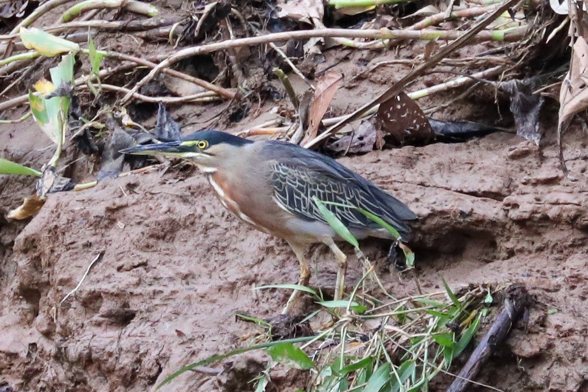 Striated Heron - ML160871151