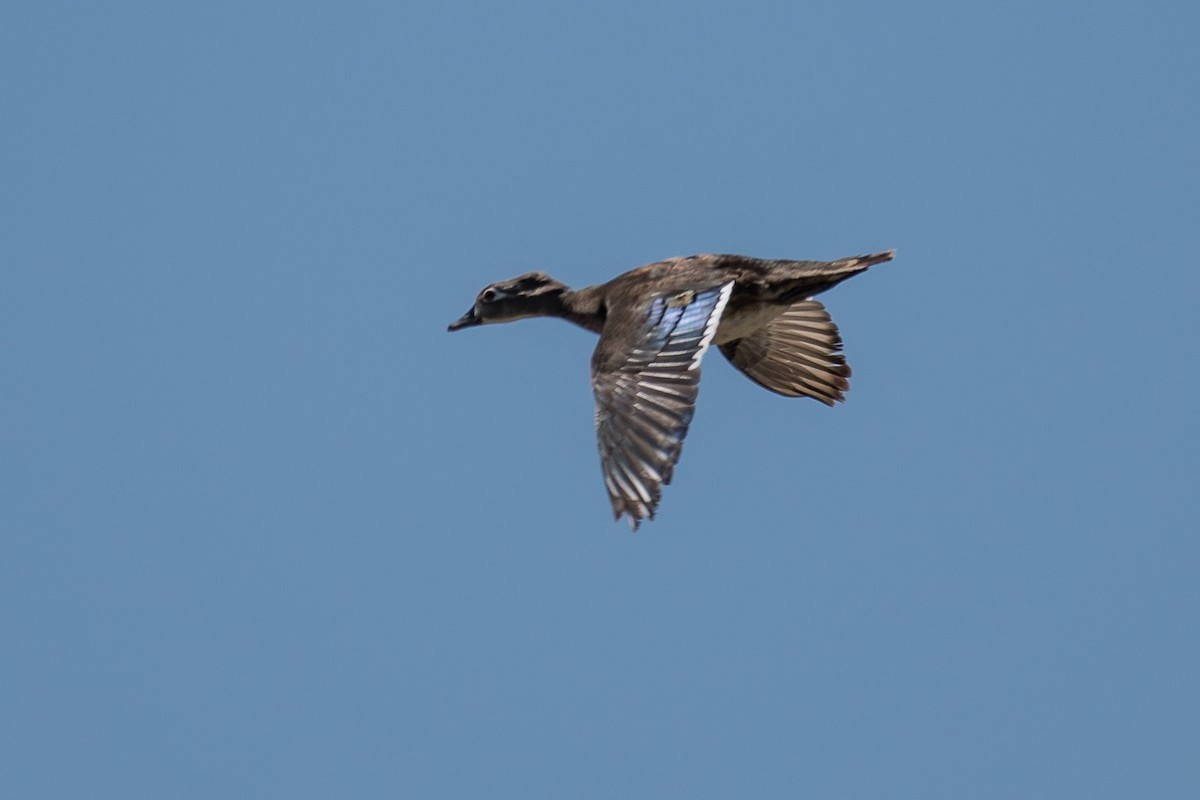 Wood Duck - ML160872291