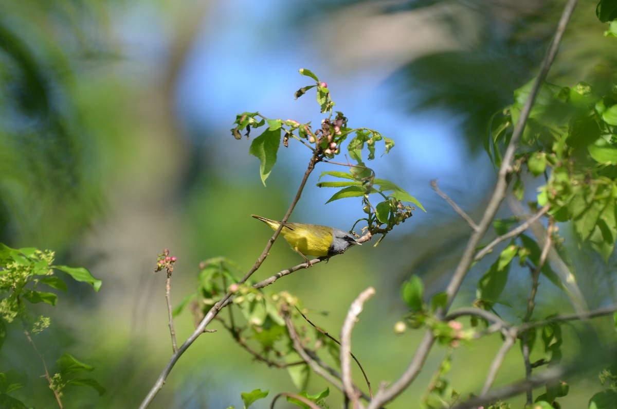 Mourning Warbler - ML160873221