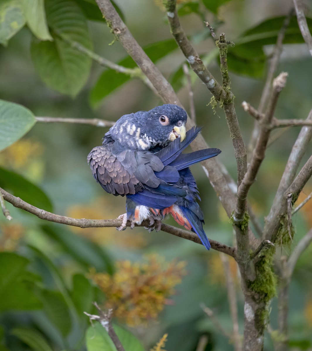 Bronze-winged Parrot - ML160874931