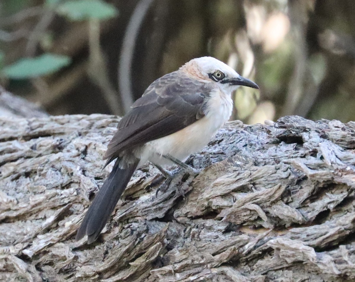 Bare-cheeked Babbler - ML160875291