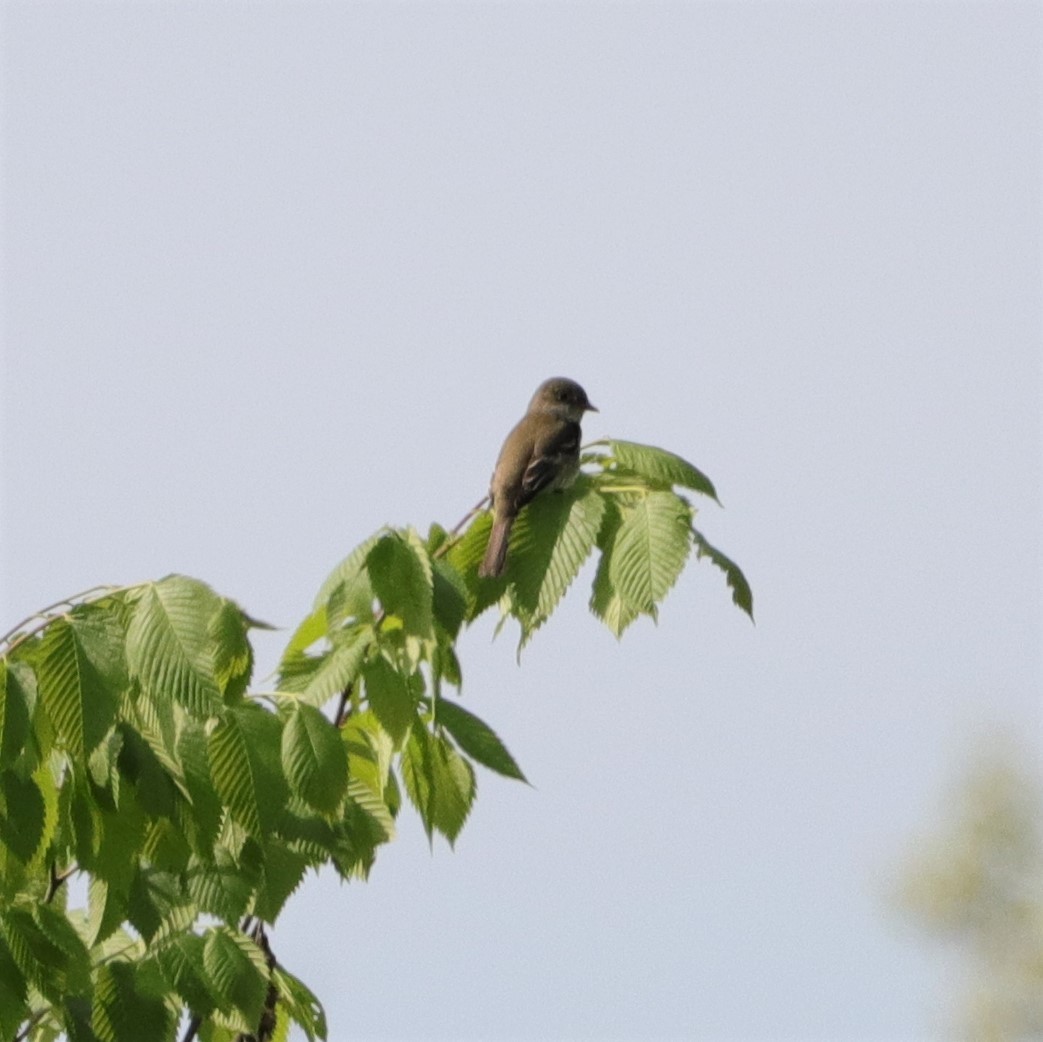 Alder Flycatcher - ML160876891