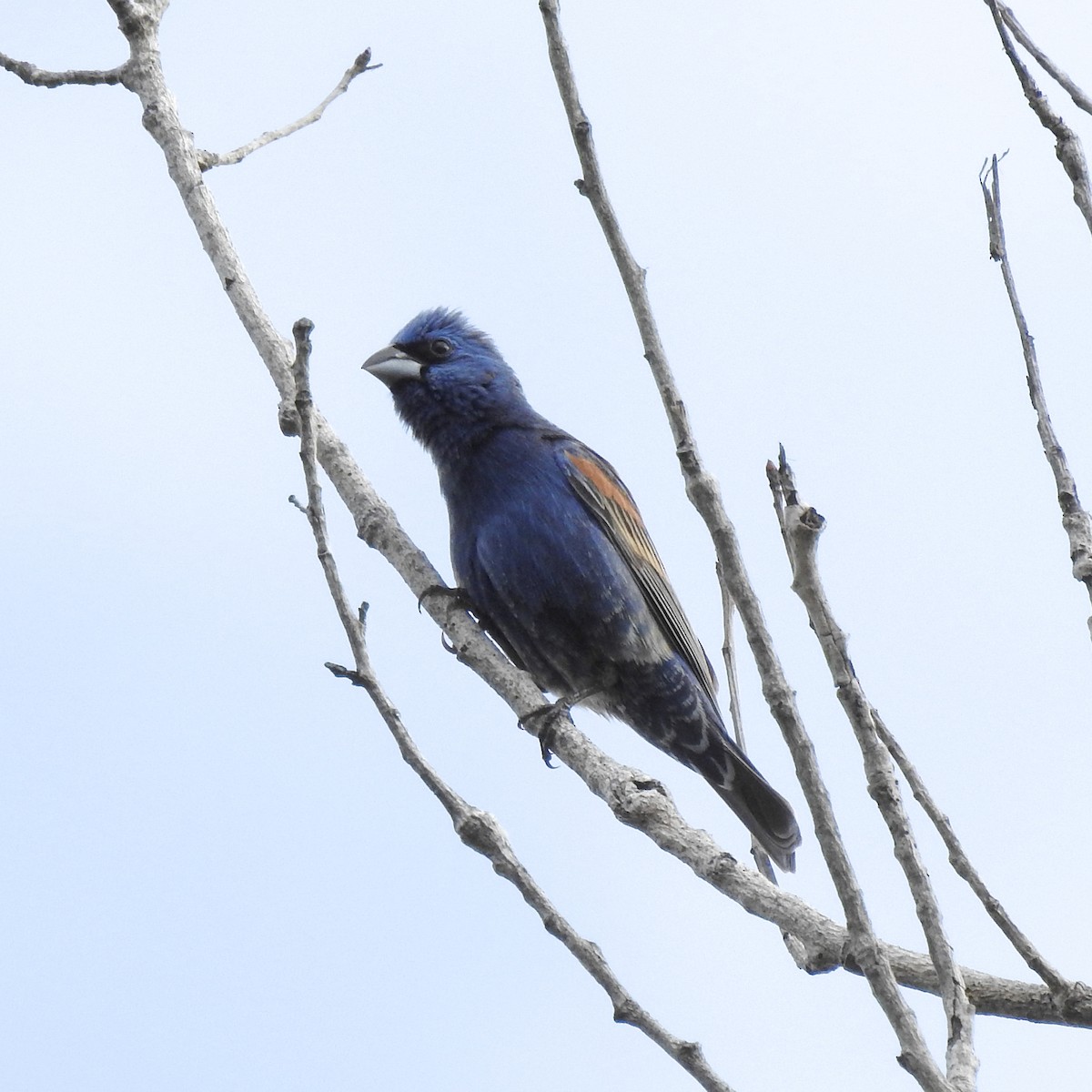 Blue Grosbeak - ML160879201