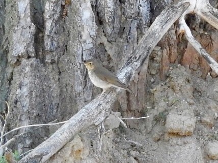 Swainson's Thrush - Crystal Beckel