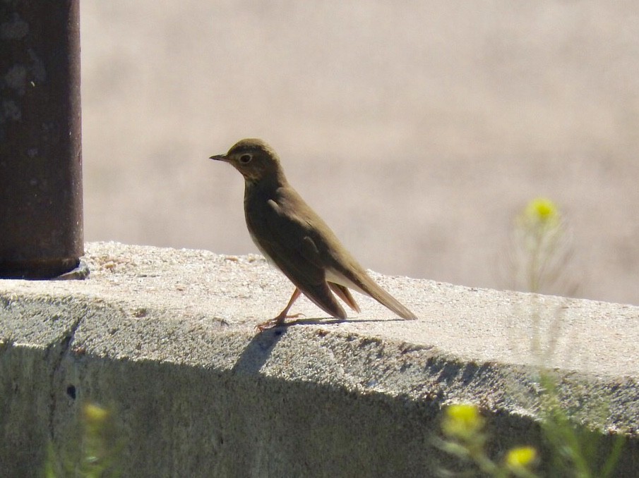 Swainson's Thrush - ML160880181