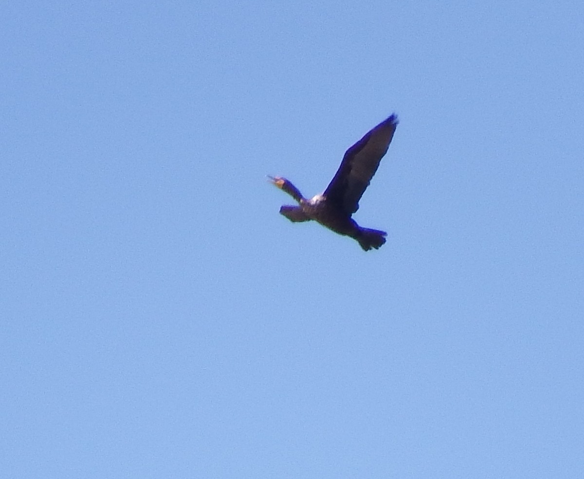 Double-crested Cormorant - ML160881411