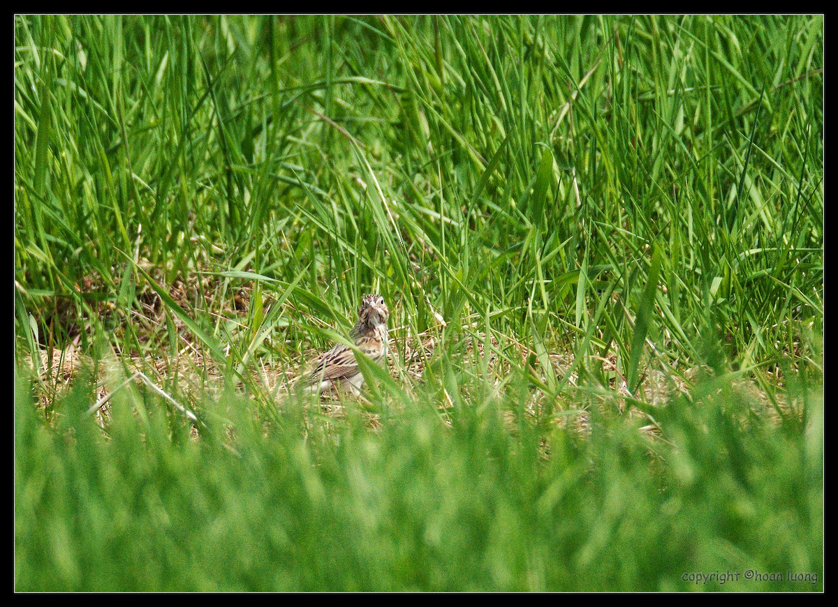 Vesper Sparrow - ML160881611