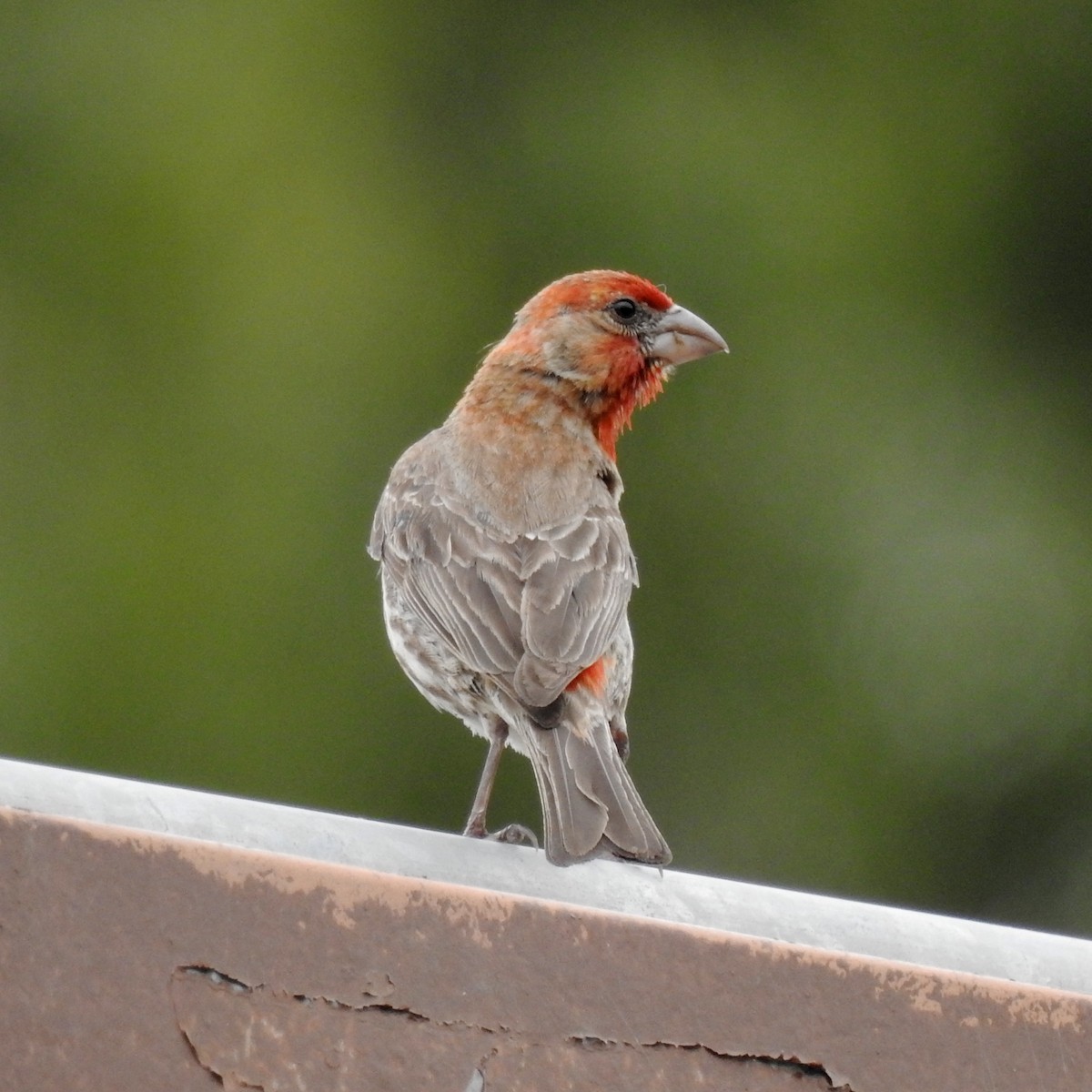 House Finch - ML160881741