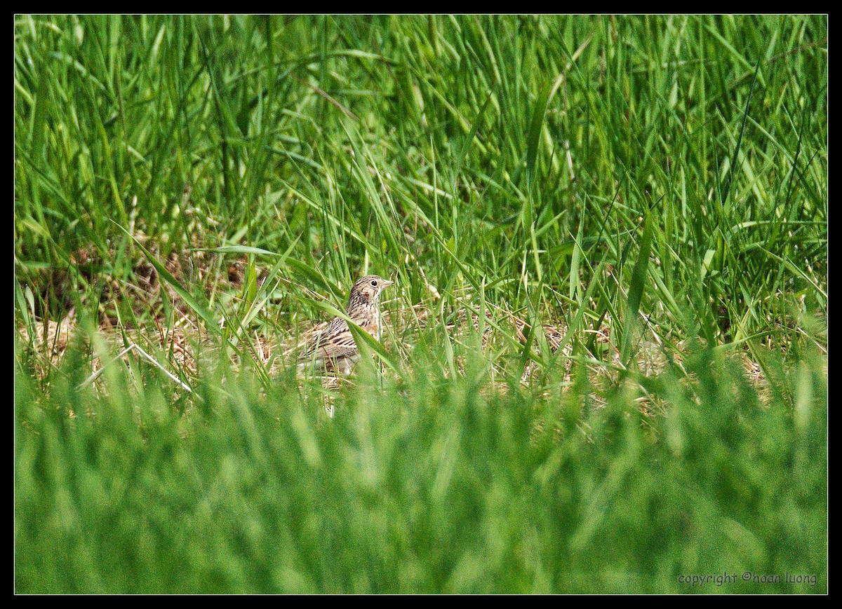 Vesper Sparrow - ML160881861