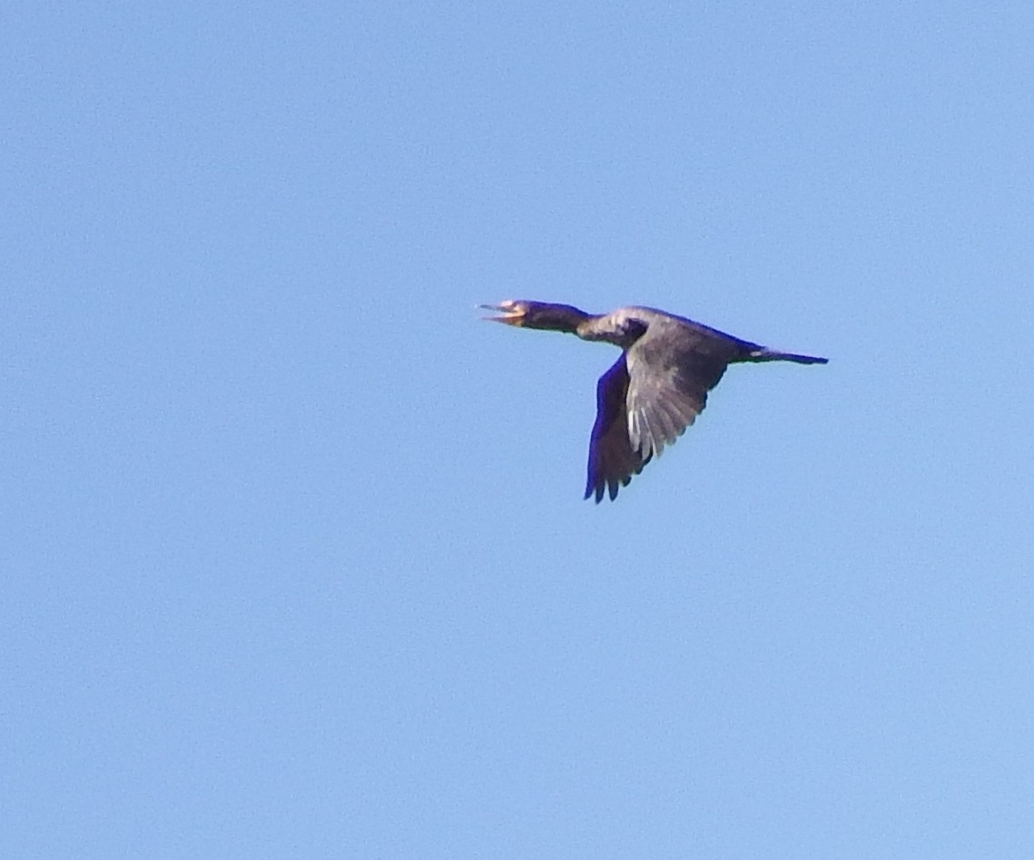 Double-crested Cormorant - ML160882261