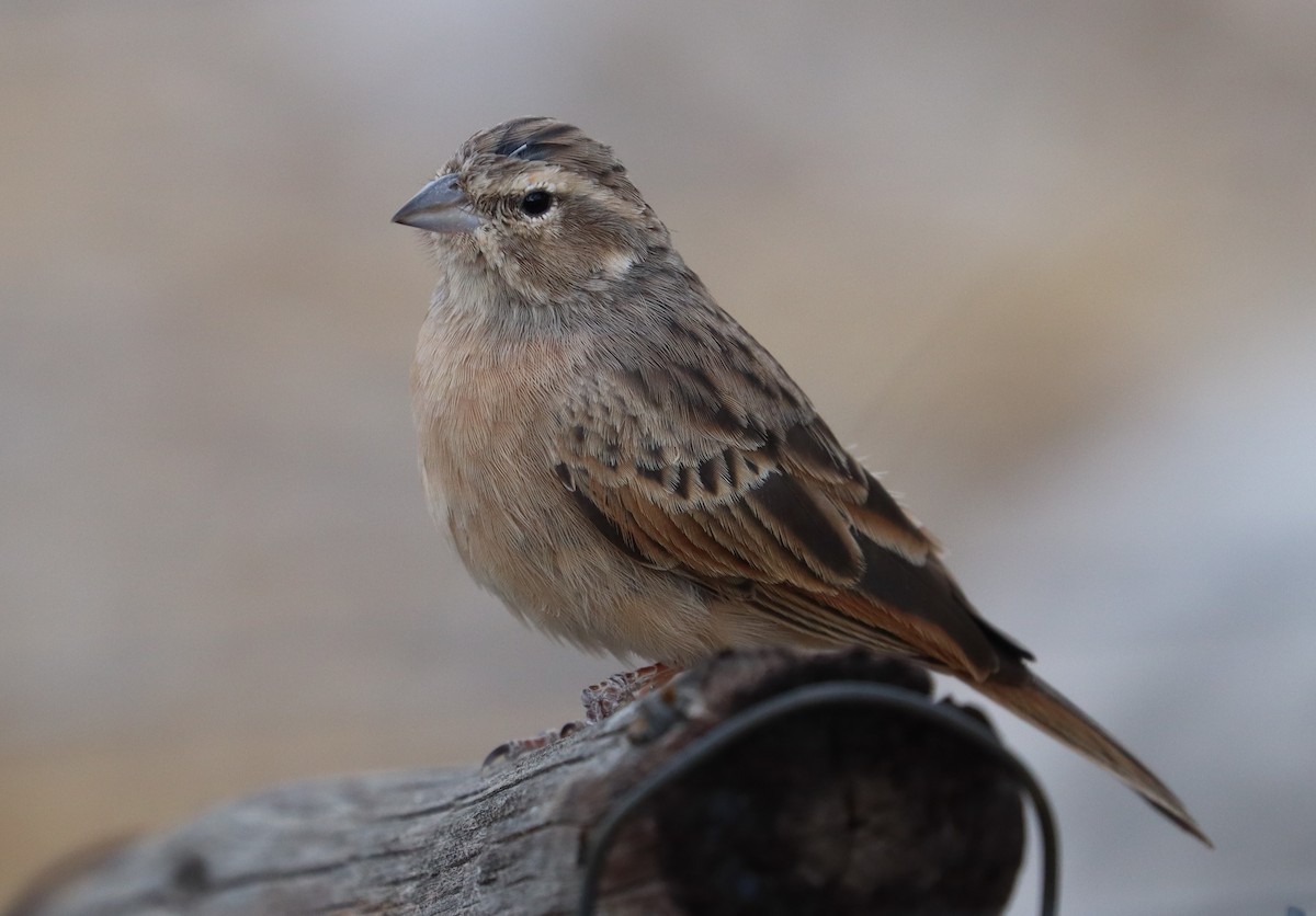 Lark-like Bunting - ML160884501