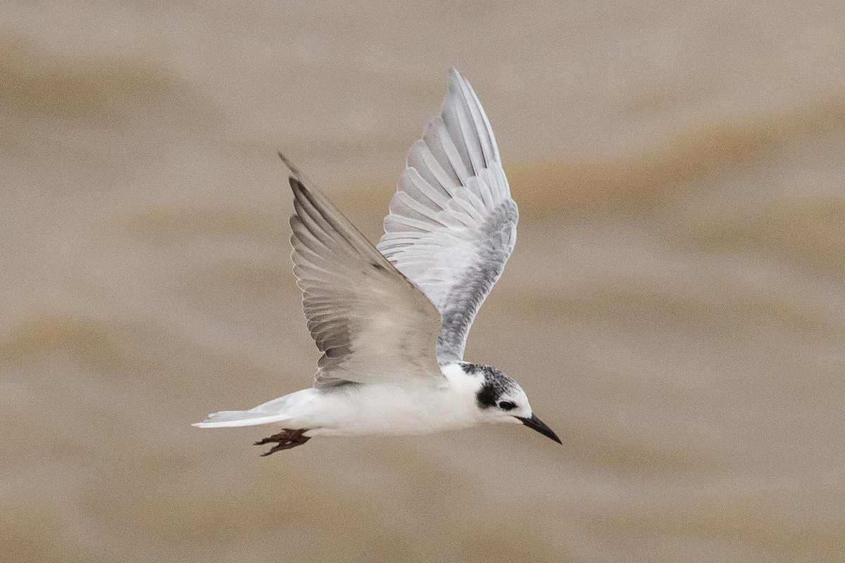 White-winged Tern - ML160885231
