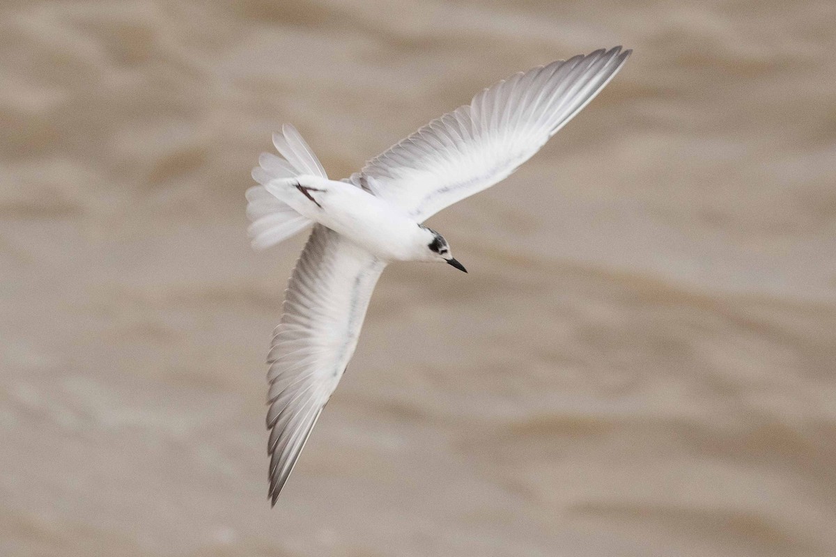 White-winged Tern - ML160885481