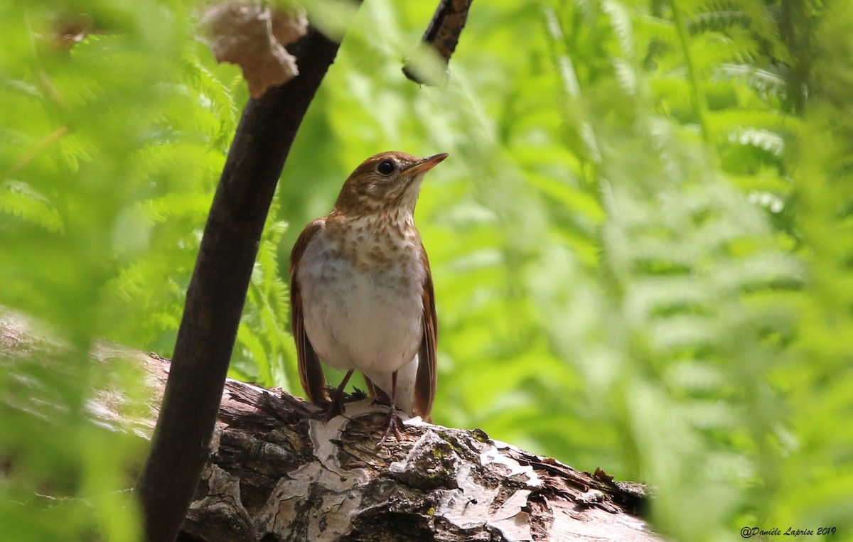 Veery - ML160885721