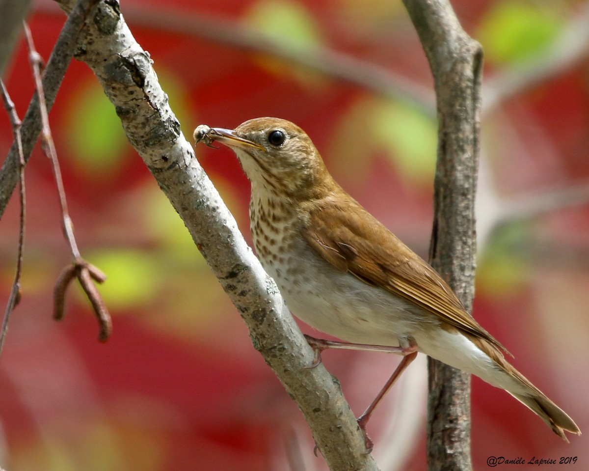 Veery - ML160885741