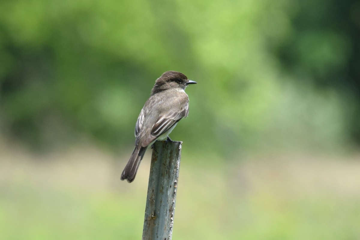 Eastern Phoebe - ML160886561