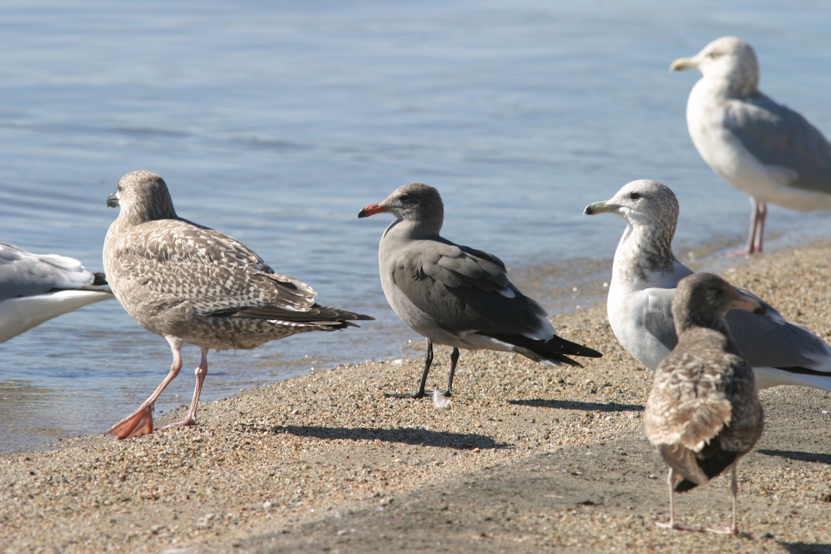 Heermann's Gull - ML160886671