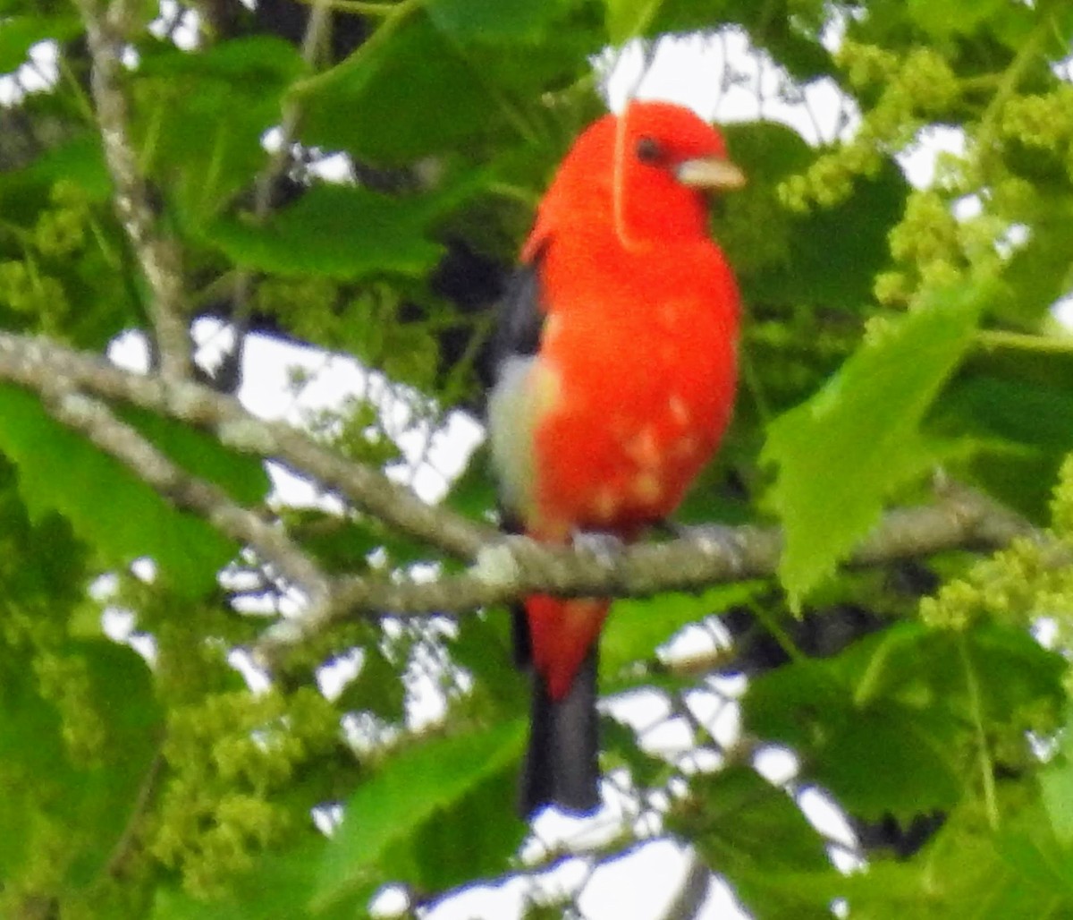Scarlet Tanager - ML160887091